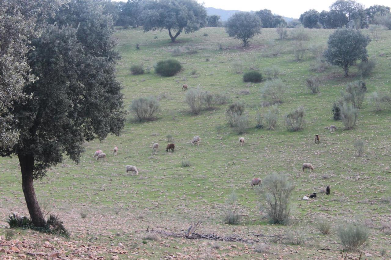 Casa Rural La Coscoja Mérida Zewnętrze zdjęcie